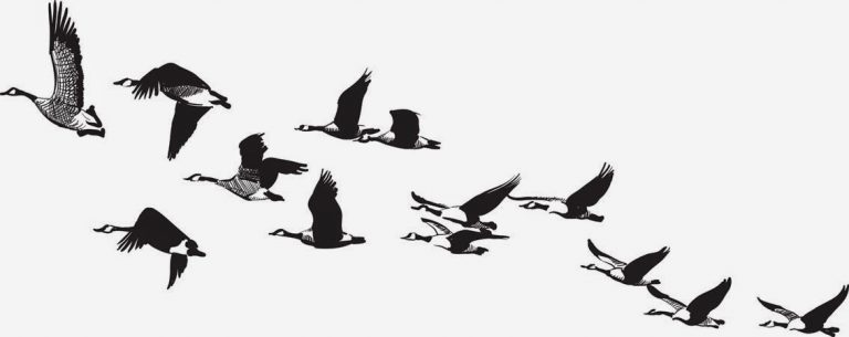 POEM OF THE DAY: MARY OLIVER’S “WILD GEESE”