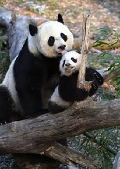 Poem of the Day: Ogden Nash’s “Giant Baby Giant Panda”